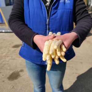 Asperge AA geschild