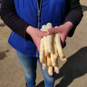 Asperge AAA ongeschild