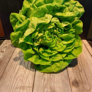 Krop sla Hugo Bogers Boerderijwinkel