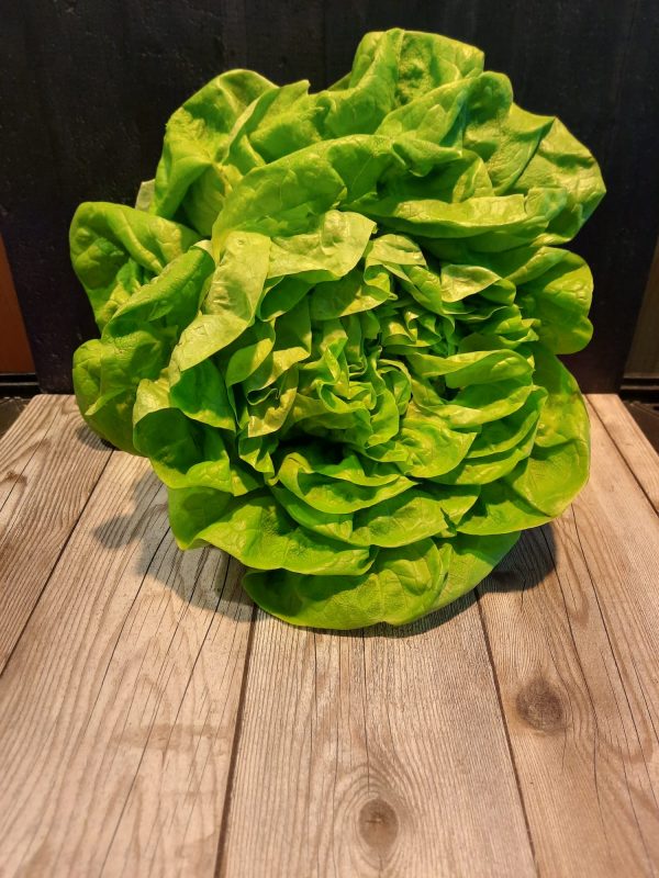 Krop sla Hugo Bogers Boerderijwinkel
