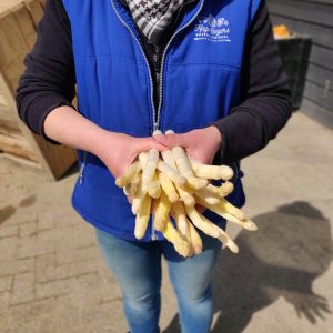 Asperge Kromme ongeschild